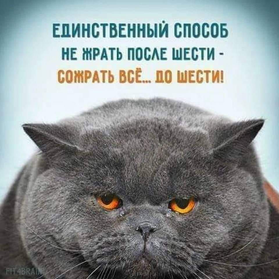 Кот в платке