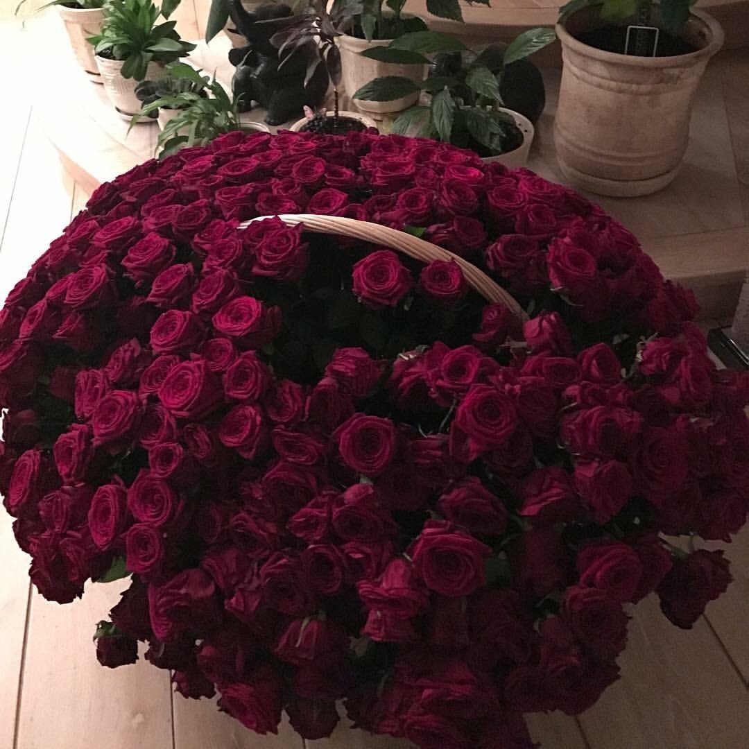 Розы Эквадор 51шт нежно розовые