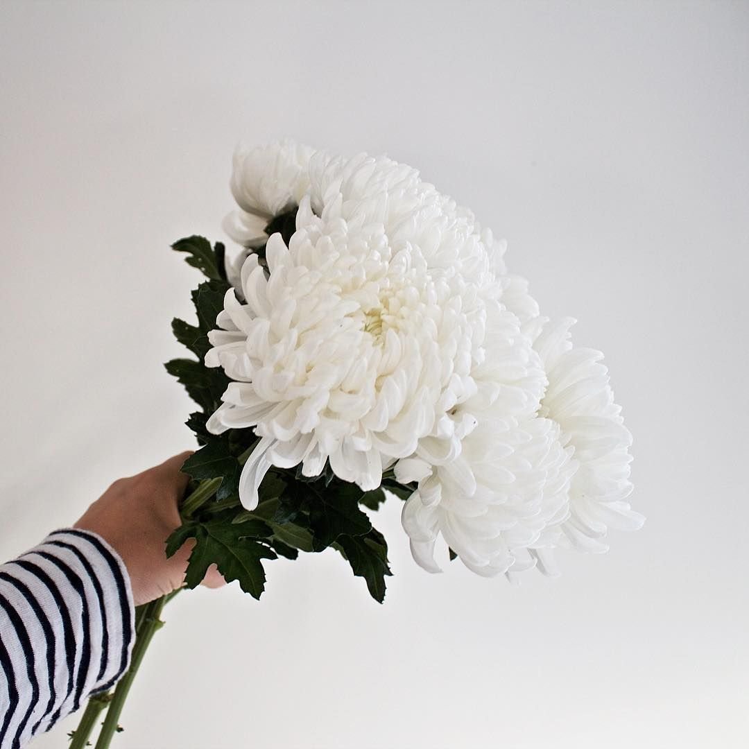 Хризантемы Инстаграм