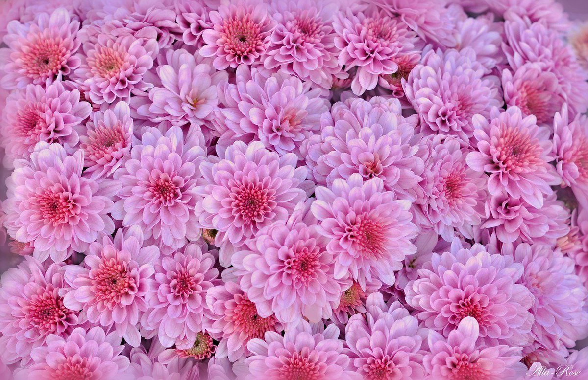 Фон цветы хризантемы