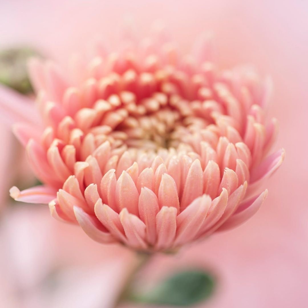 Хризантема Павлова