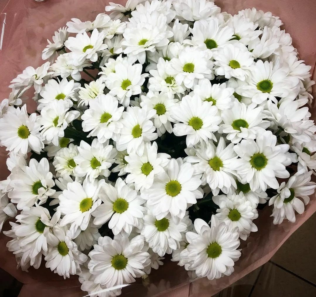 Хризантема кустовая пастила Роуз