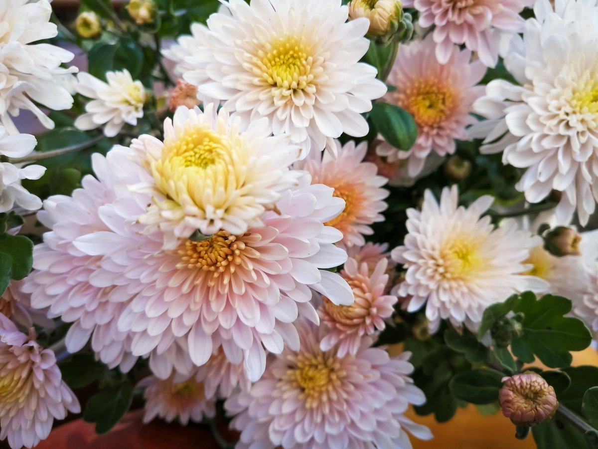 Хризантема Allouise Pink