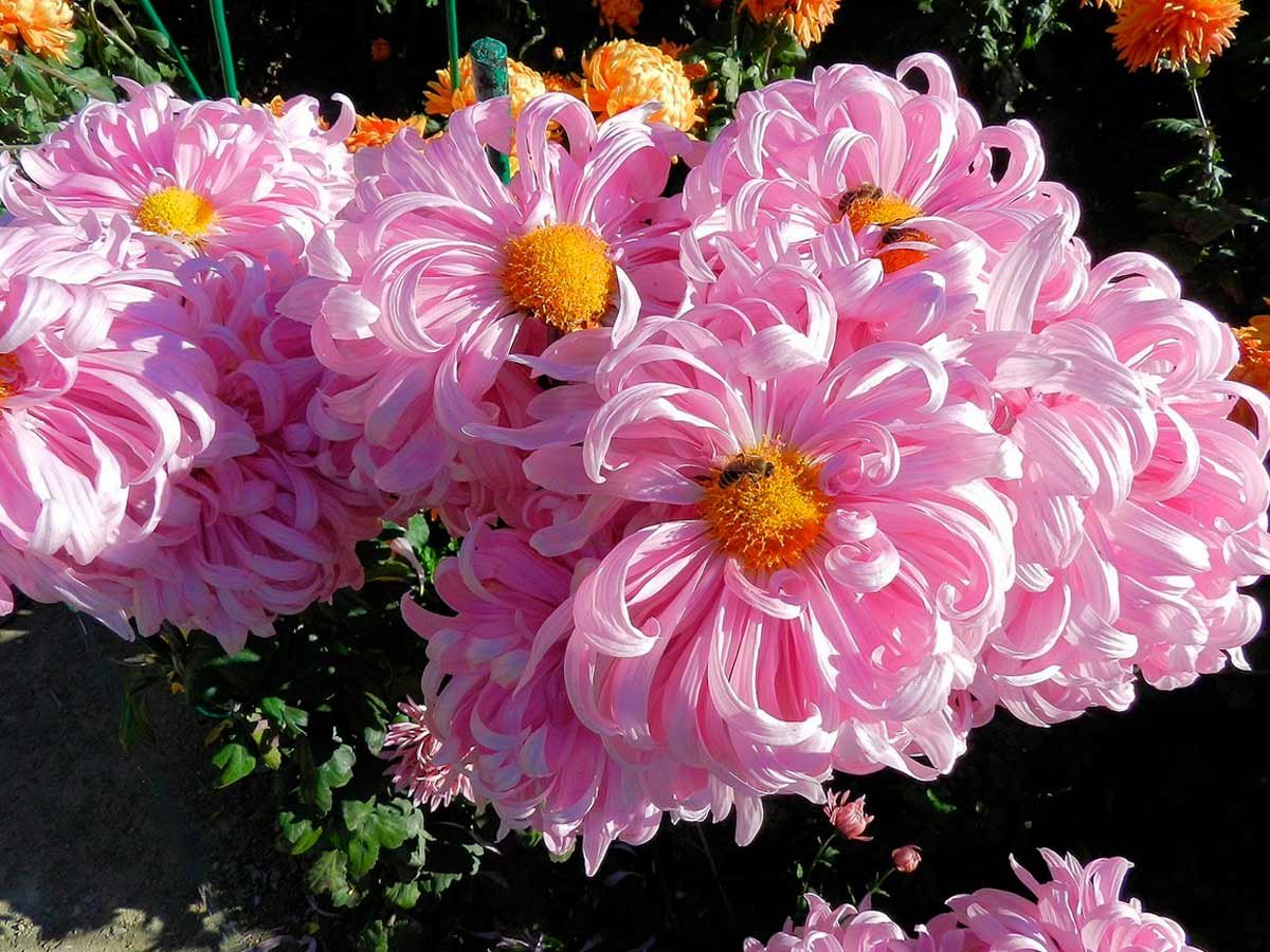 Хризантема Фуджи Роуз