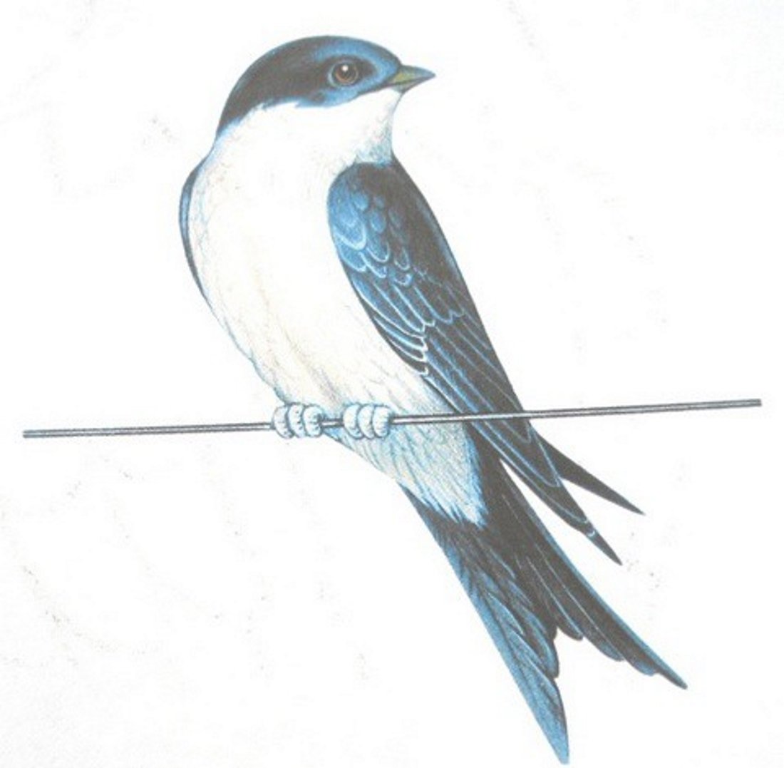 Ласточка акварель на белом фоне