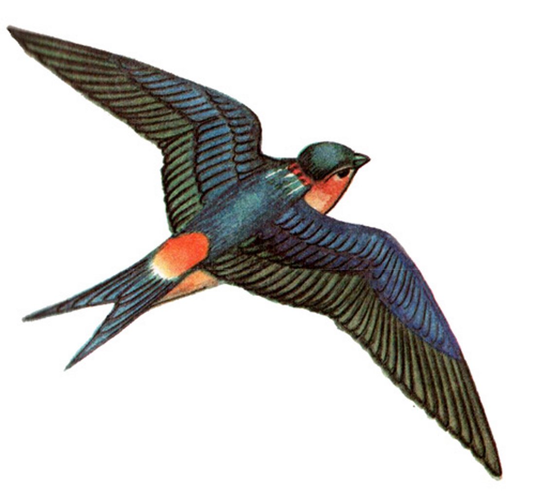 Птица в полете