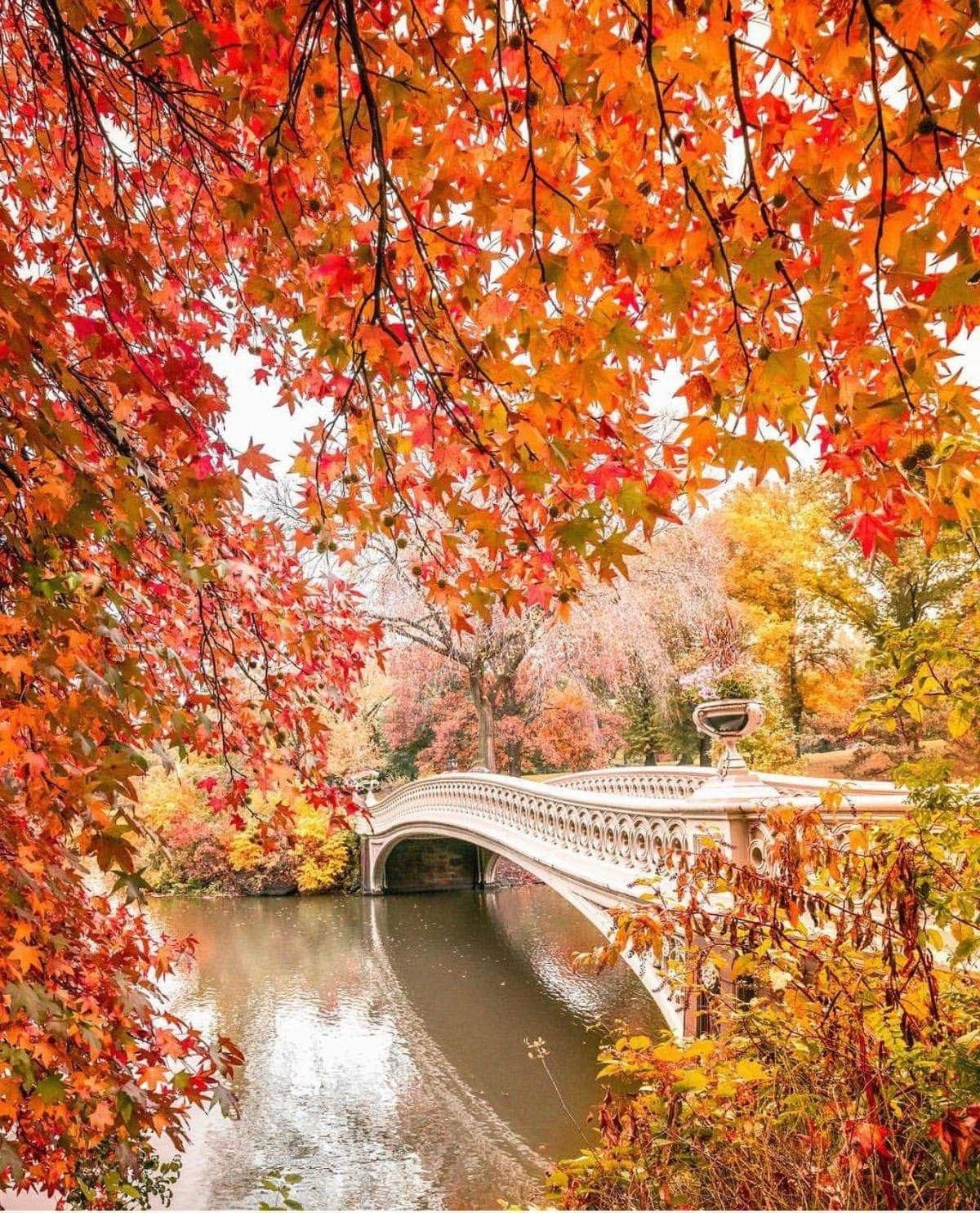 Красивая Золотая осень