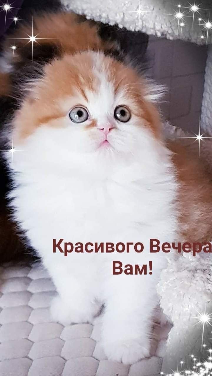 Медведь пьет чай