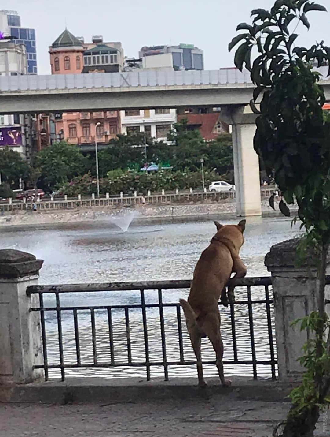 Гусь спокойной ночи