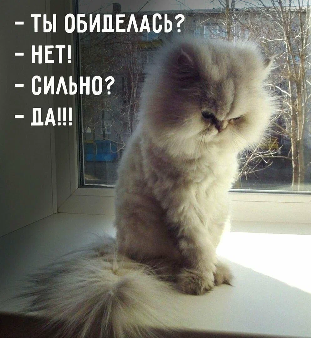 Милый кот злится