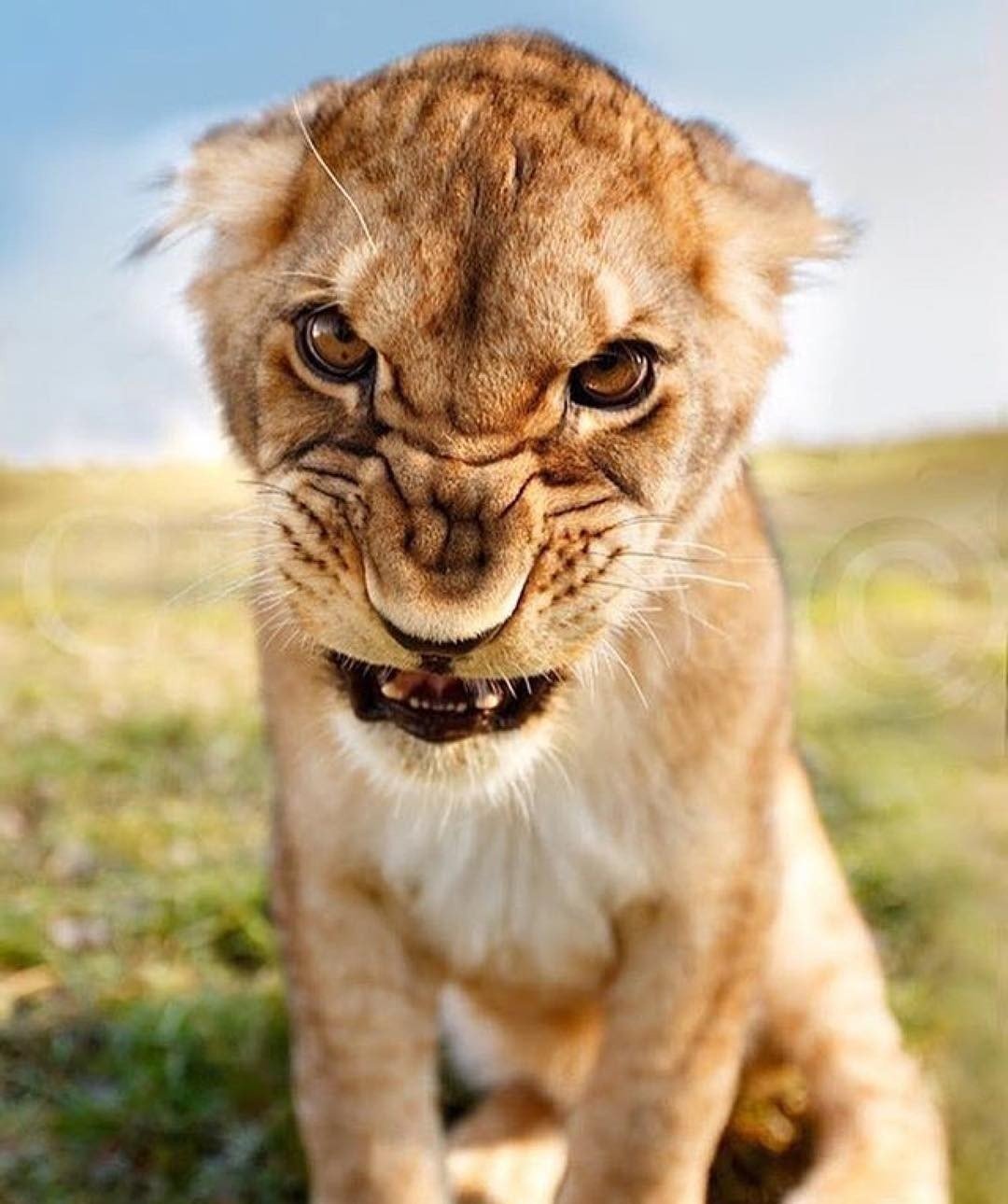 Собачка с сердечком