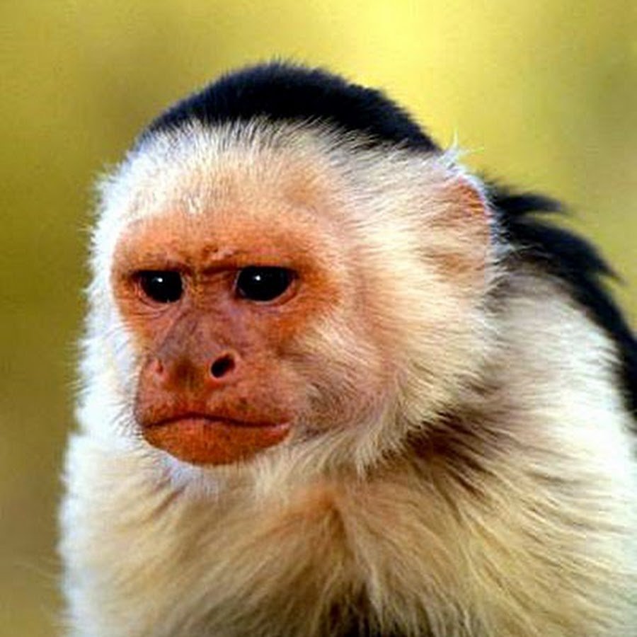 Зая девушка