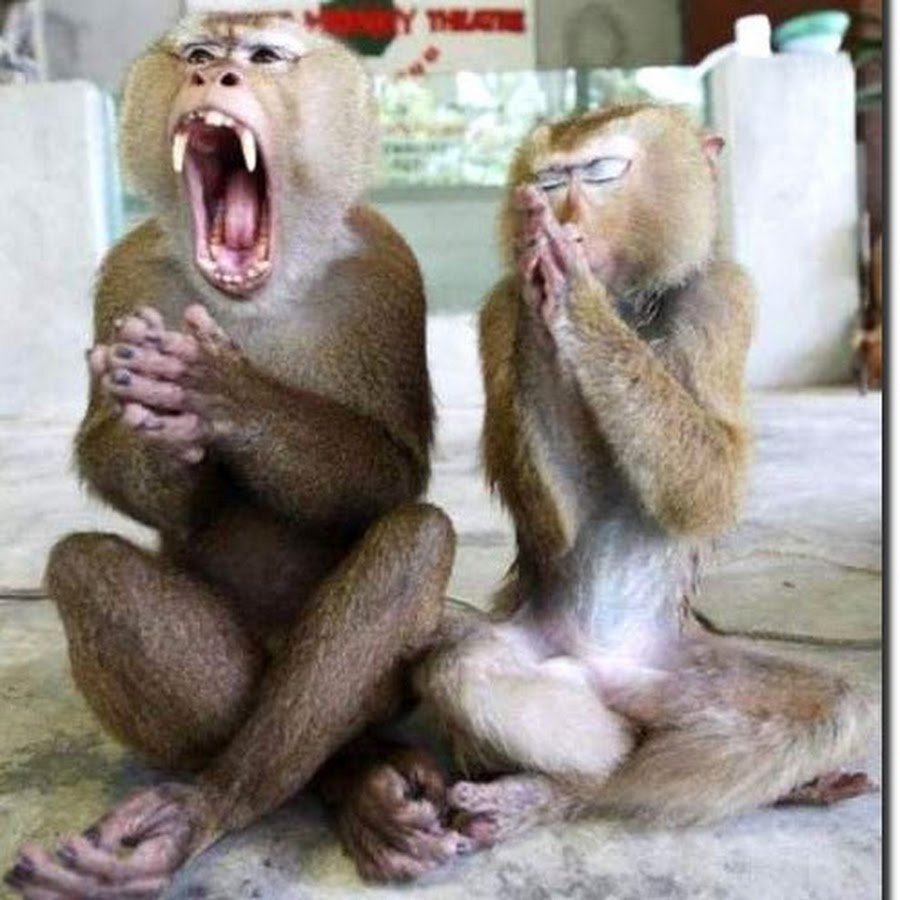 Смешные обезьянки до слез
