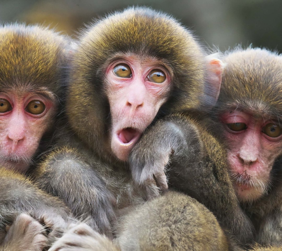 Клонированные макаки