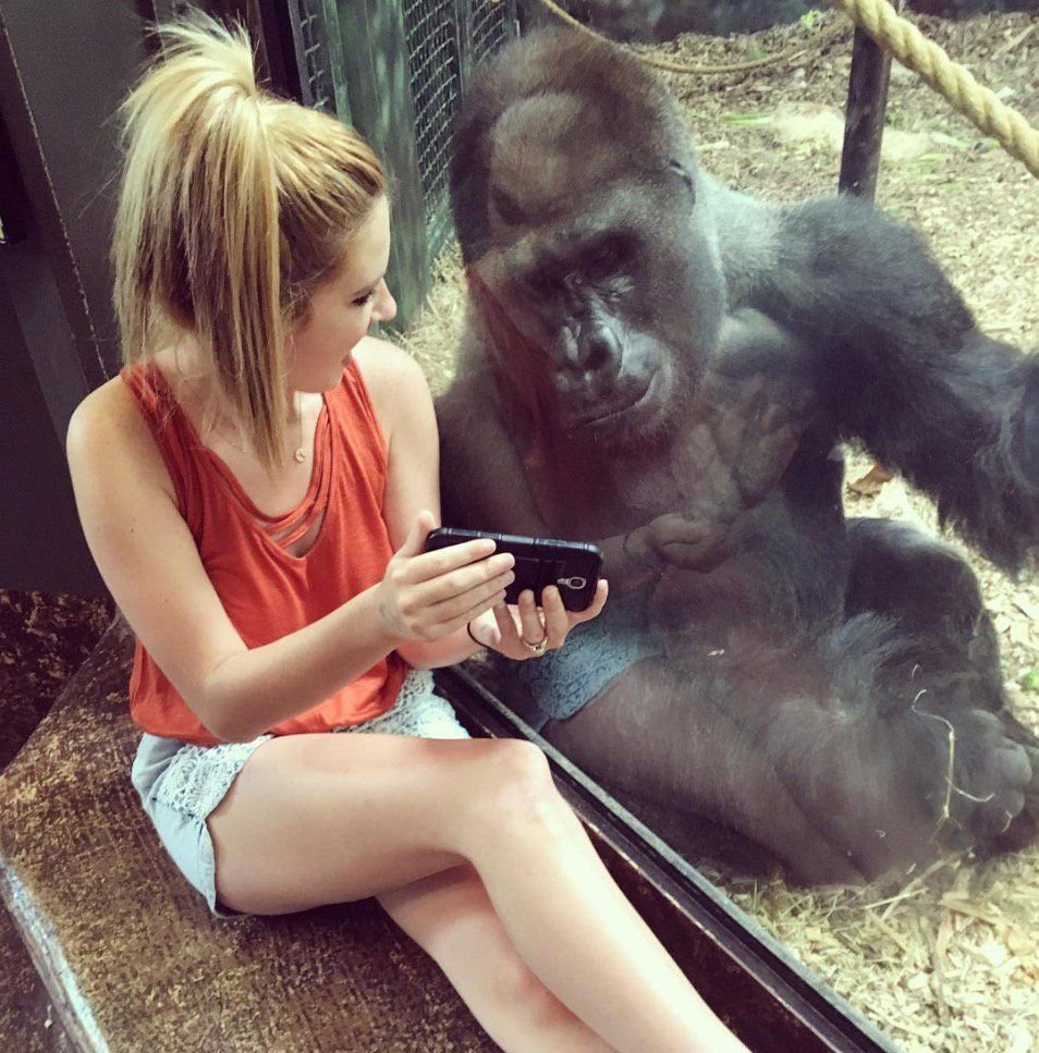 Четыре обезьяны