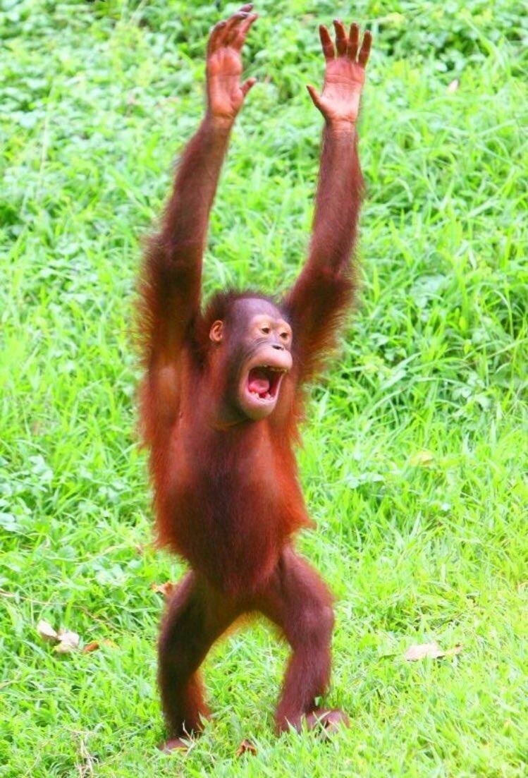 Накрашенная обезьяна