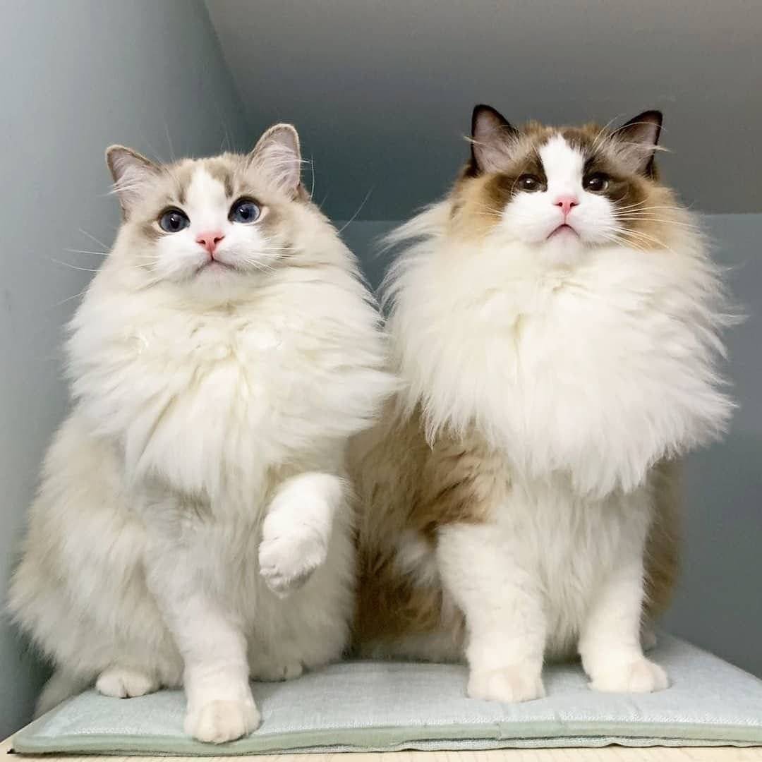 Коби порода кошек