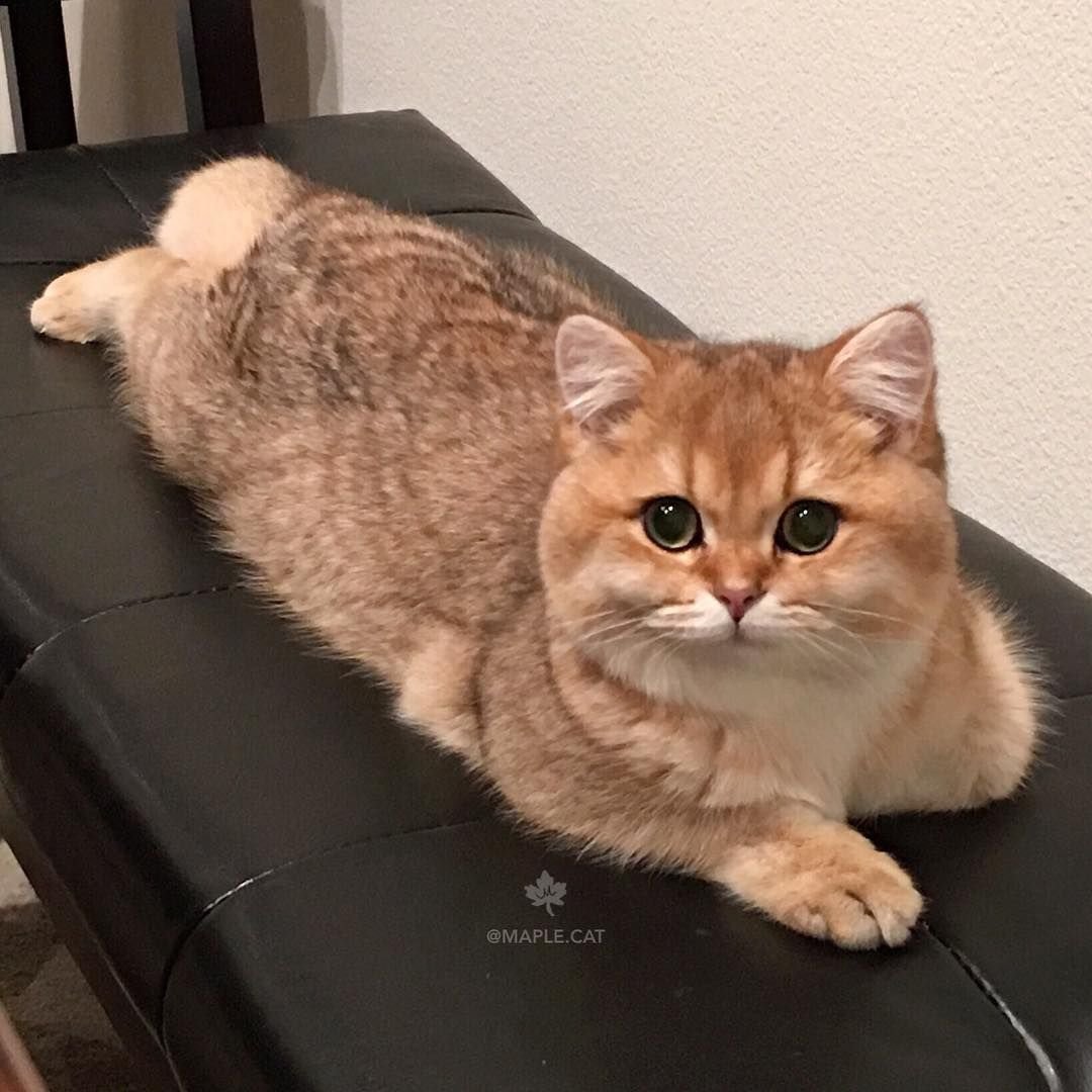 Каракал чаузи