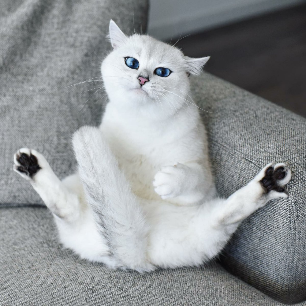 Название всех кошек