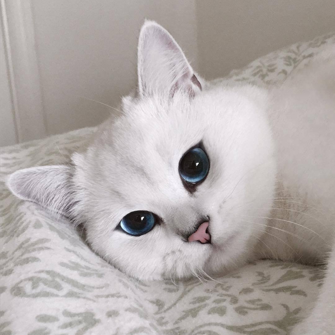 Матильда кошка