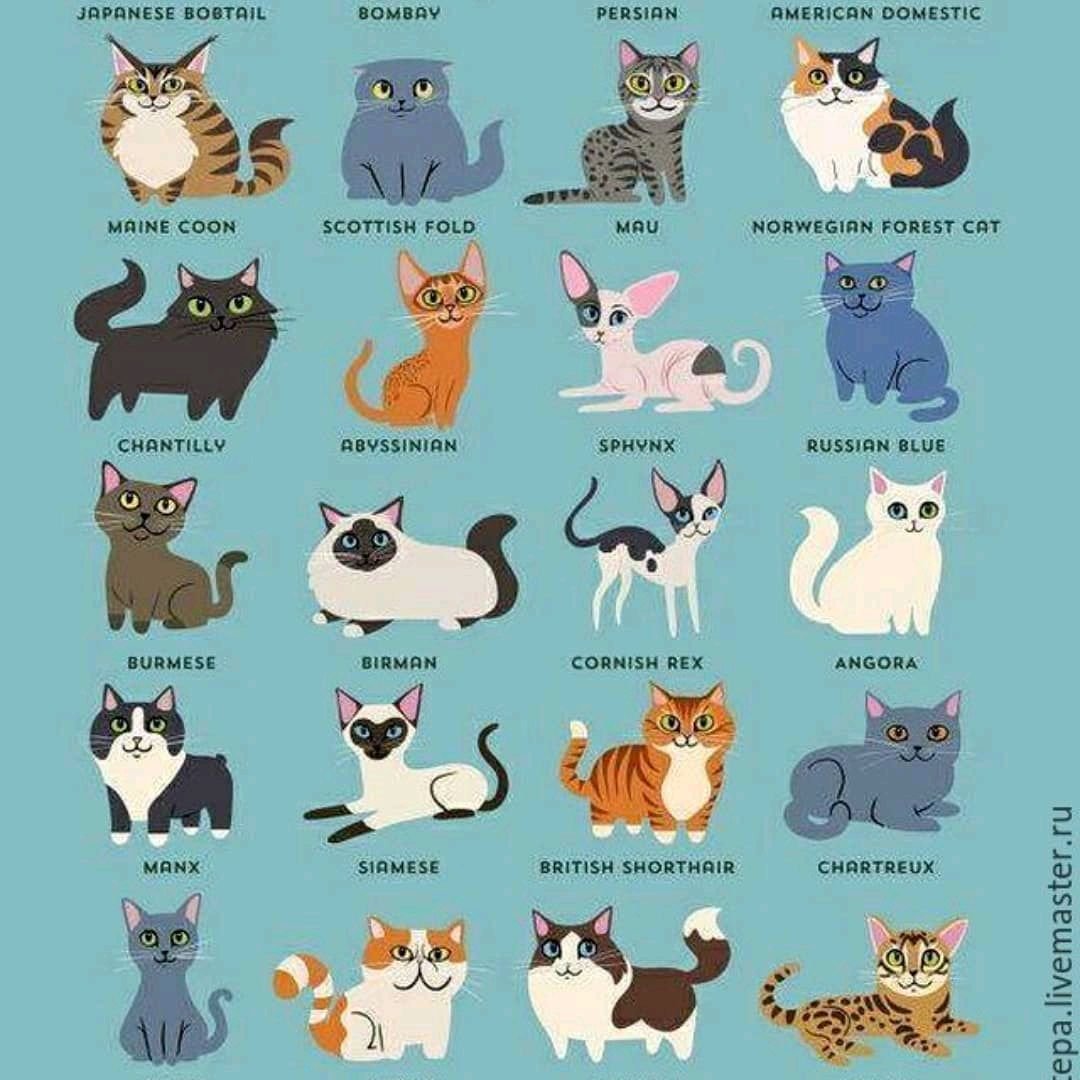 Атлас определитель породы кошек 2 класс