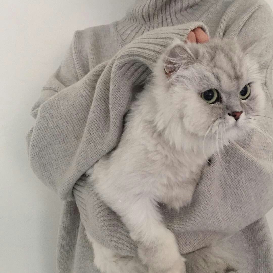 Породы кошек с описанием