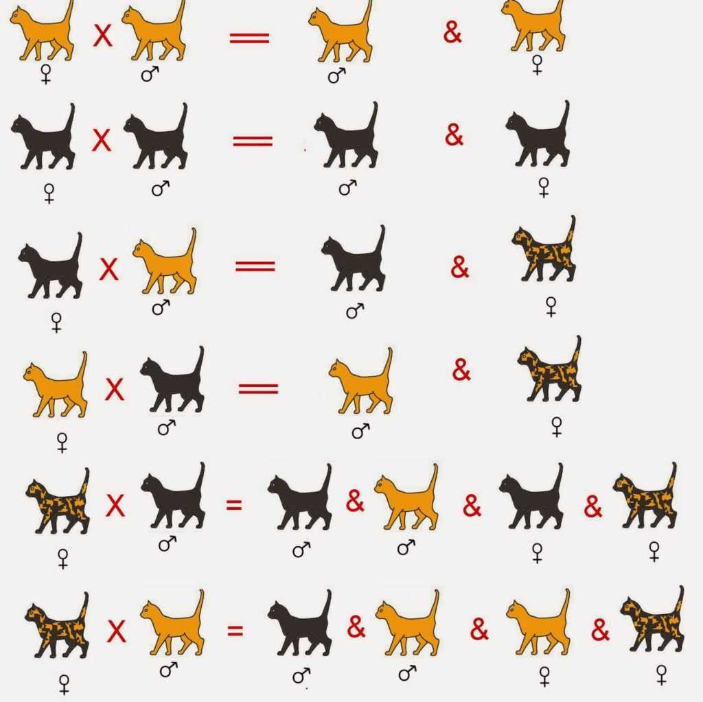 Кошки маленькие породистые