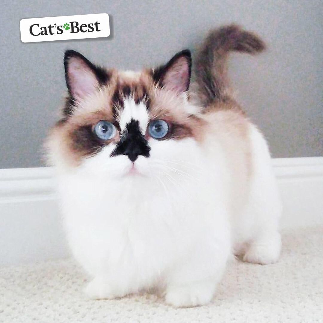 Популярные виды кошек