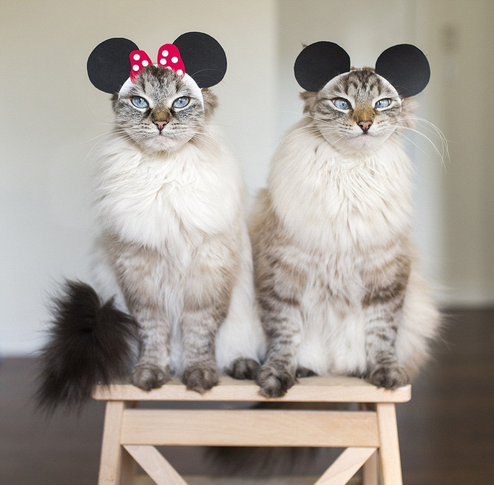 Порода кошек с большими глазами