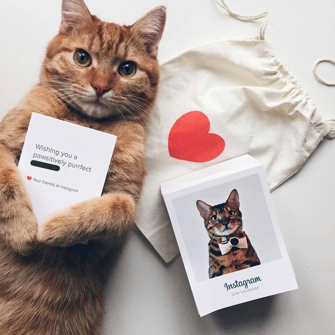 Породы кошек с фотографиями