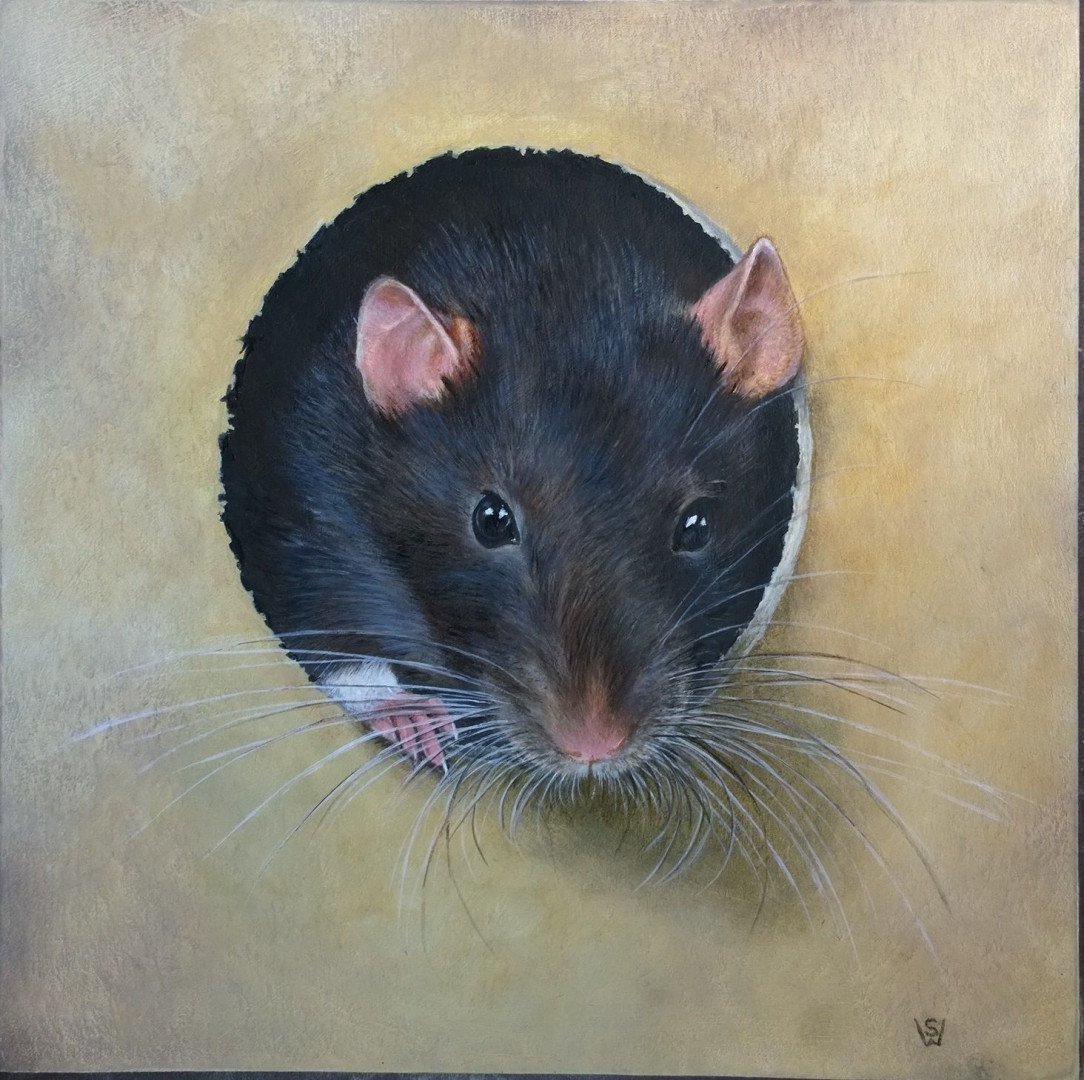 Крыса картинка