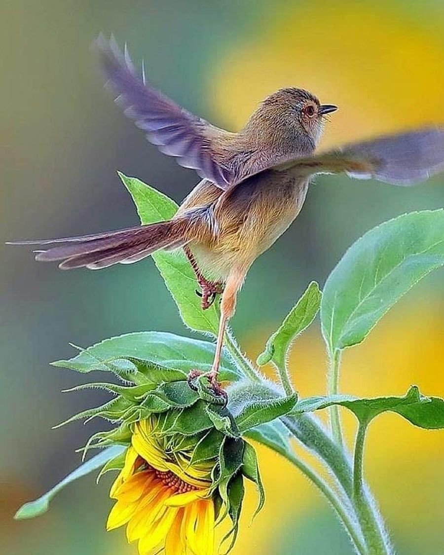 С добрым утром птички