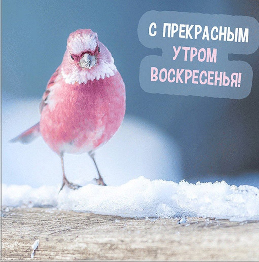 Доброе утро птица счастья