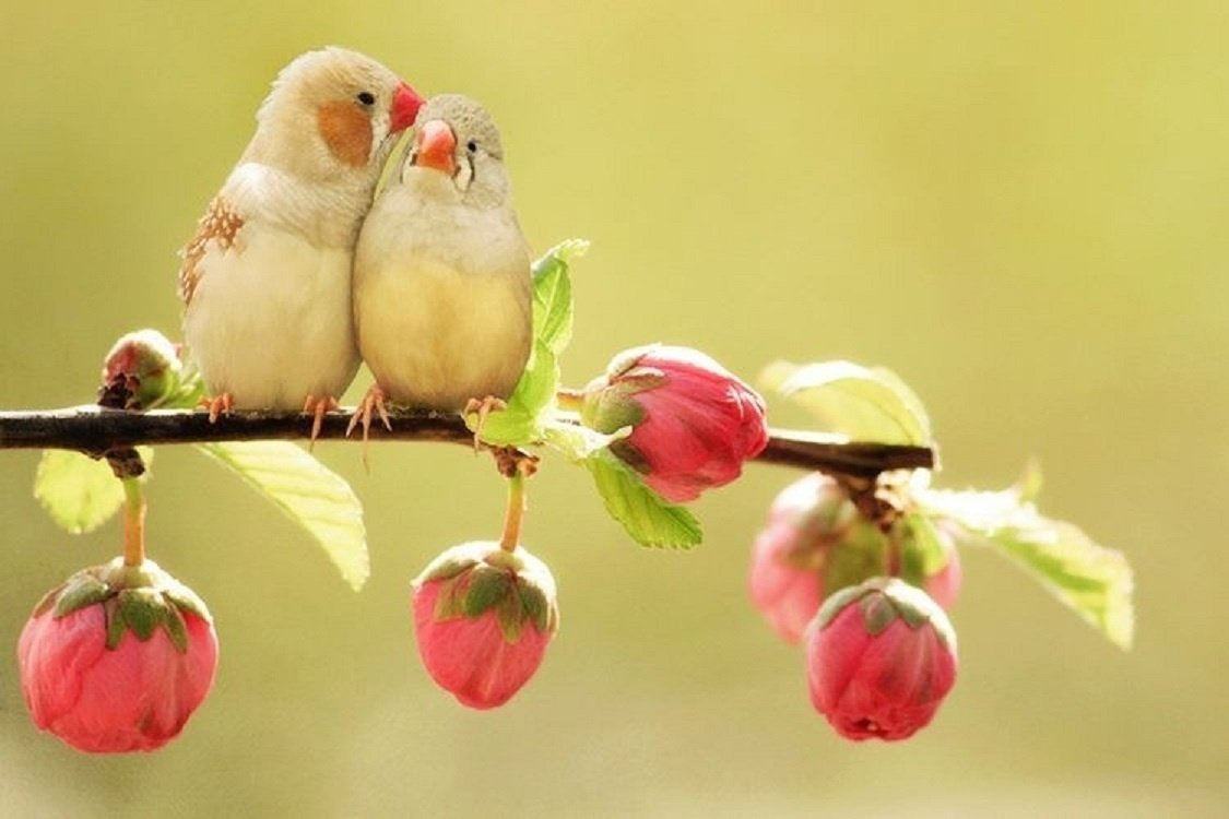 Свиристель зимующая птица