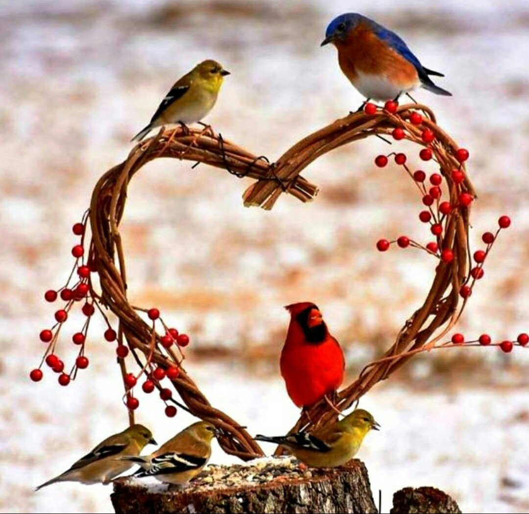 Цветы и птицы