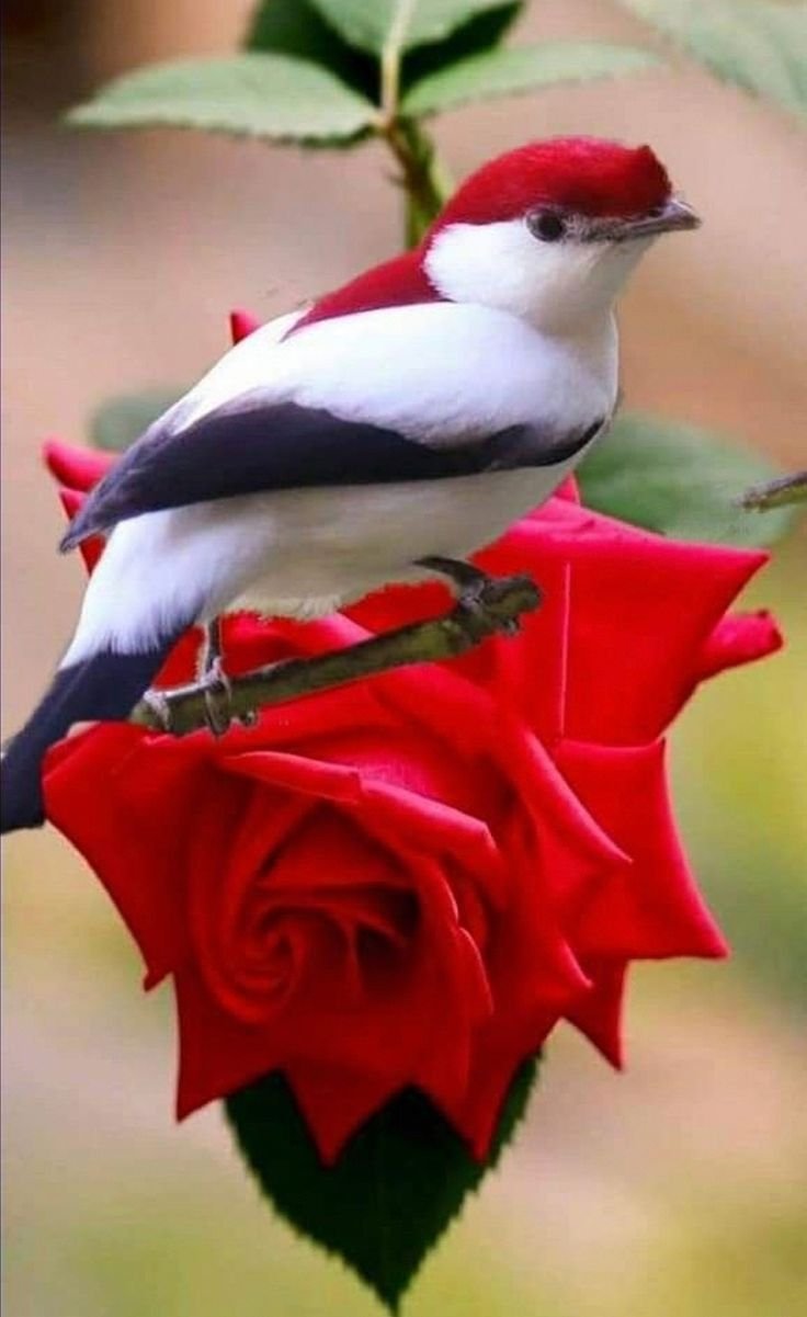 Весенние птички