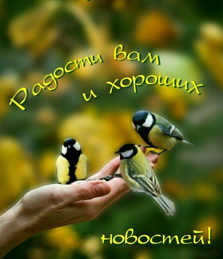 Доброе утро картинки с птичками зимой