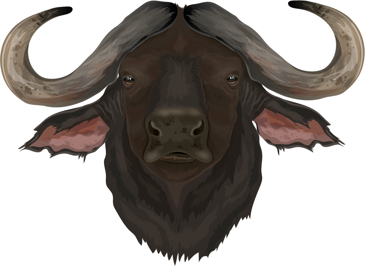 Буйвол для детей