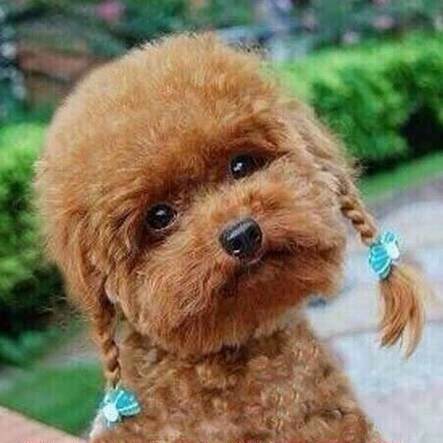 Пудель с косичками