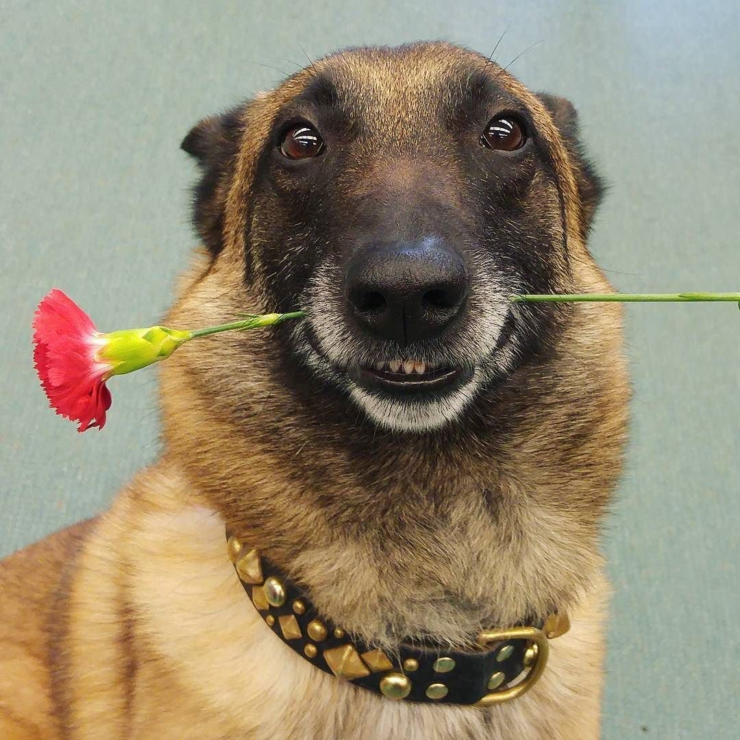 Привет собака