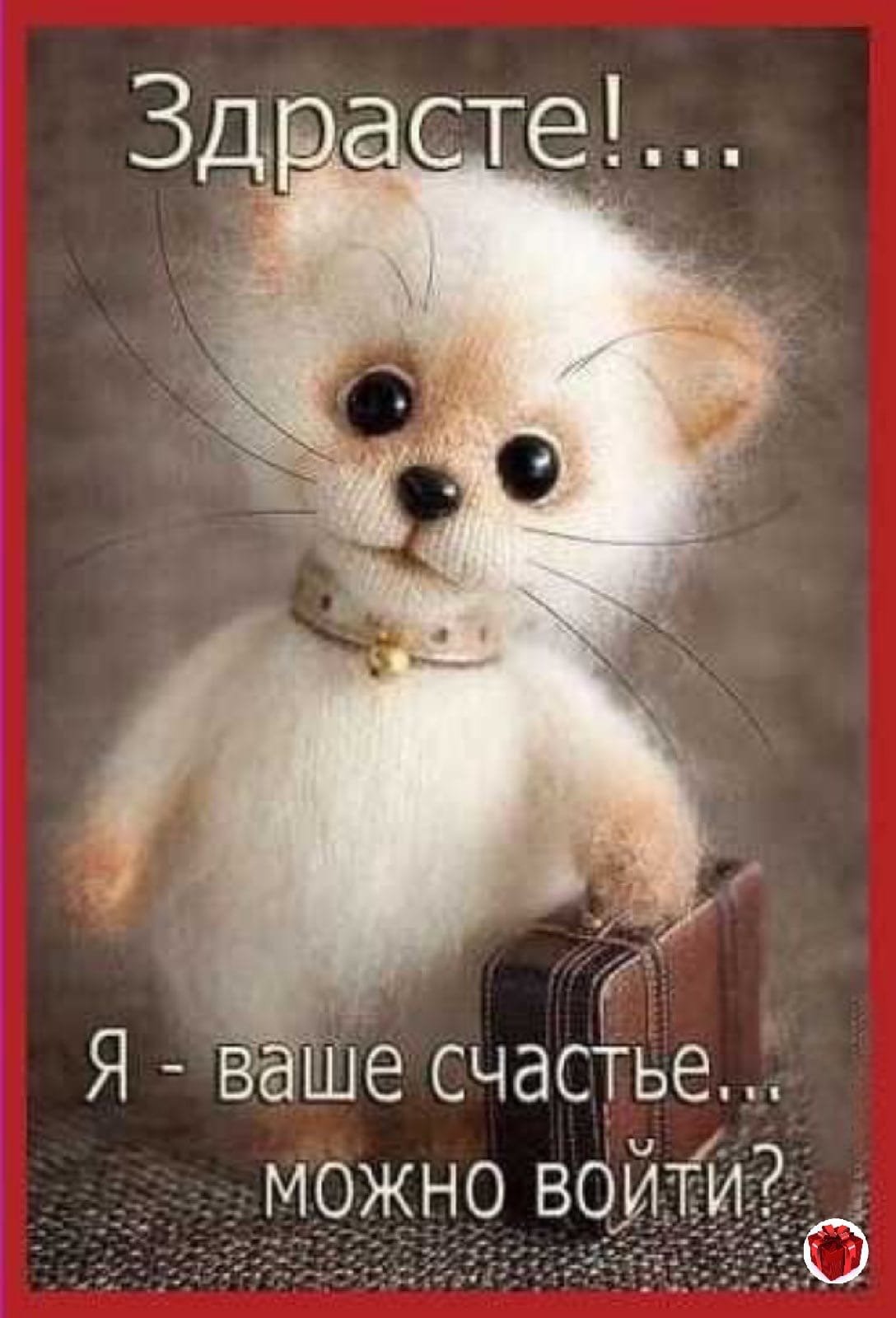 С добрым утром енот