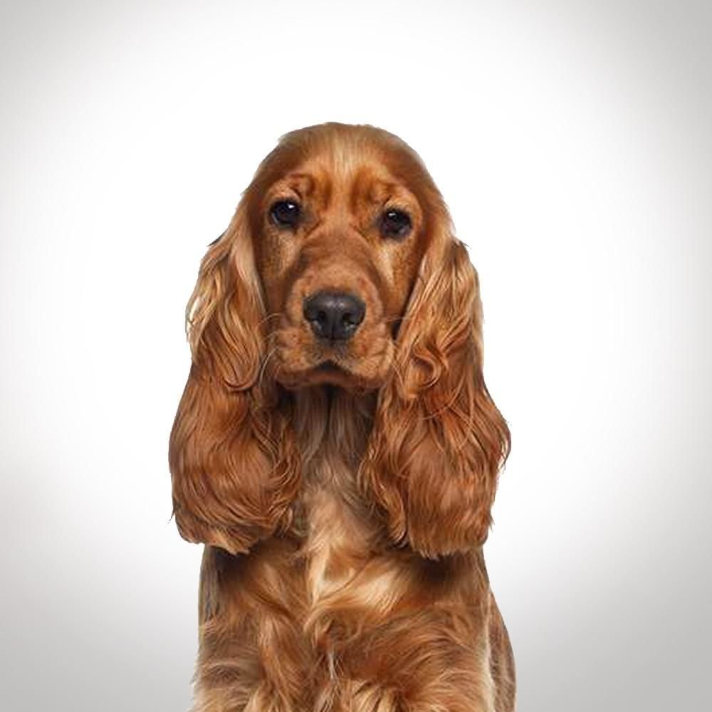 Русский кокер спаниель