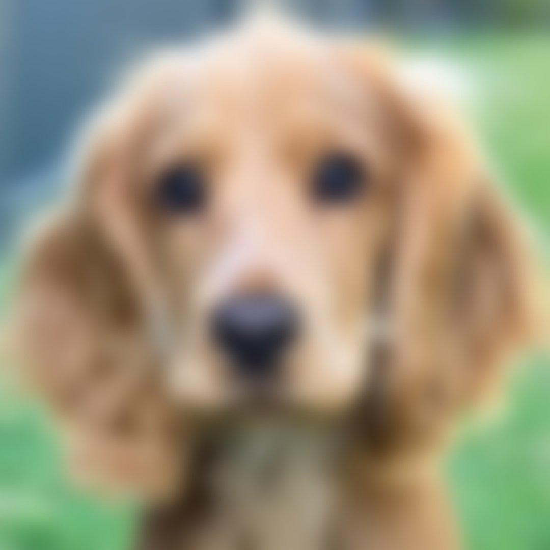 Английский кокер-спаниель