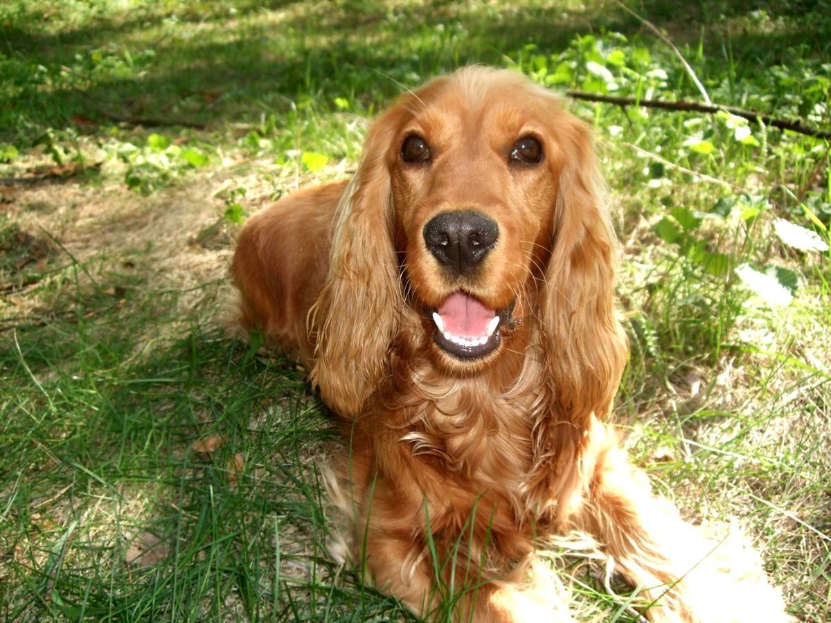 Английский кокер-спаниель