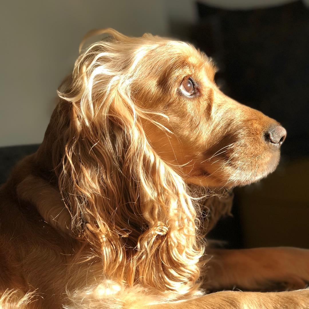 Кокер спаниель леди