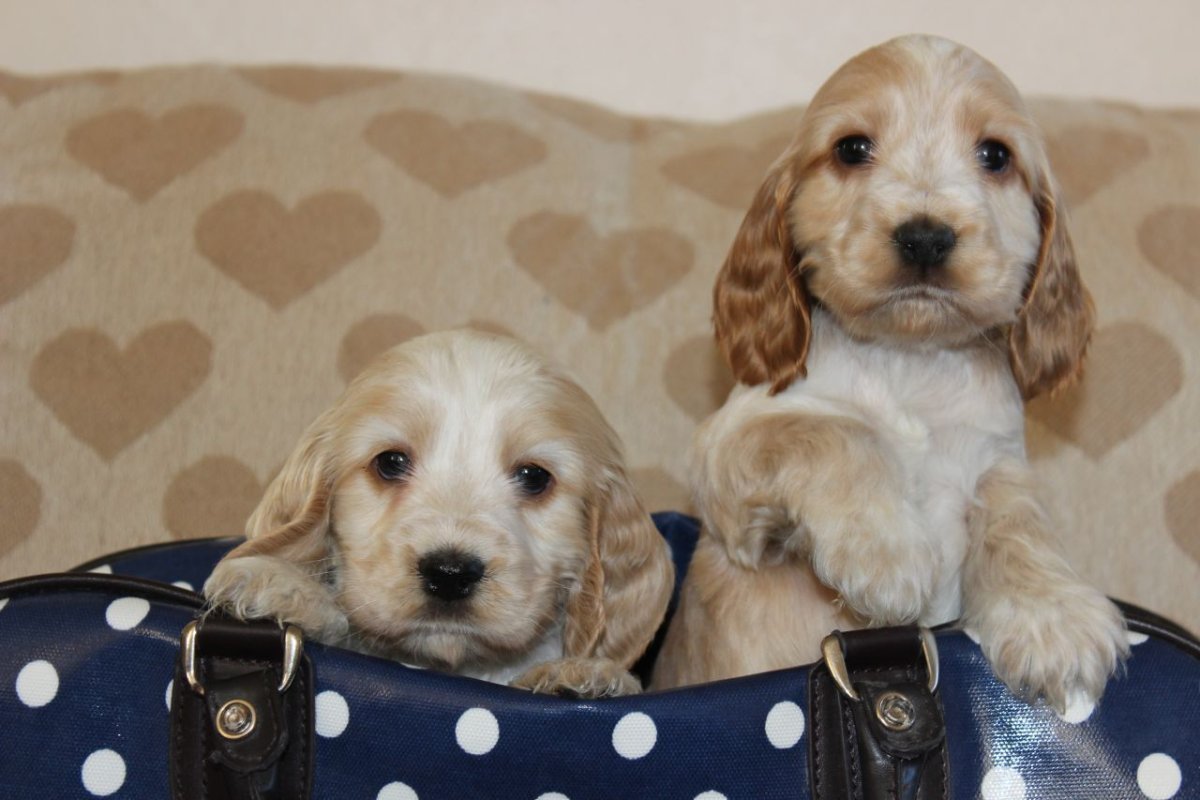 Кокер спаниель длинношерстный