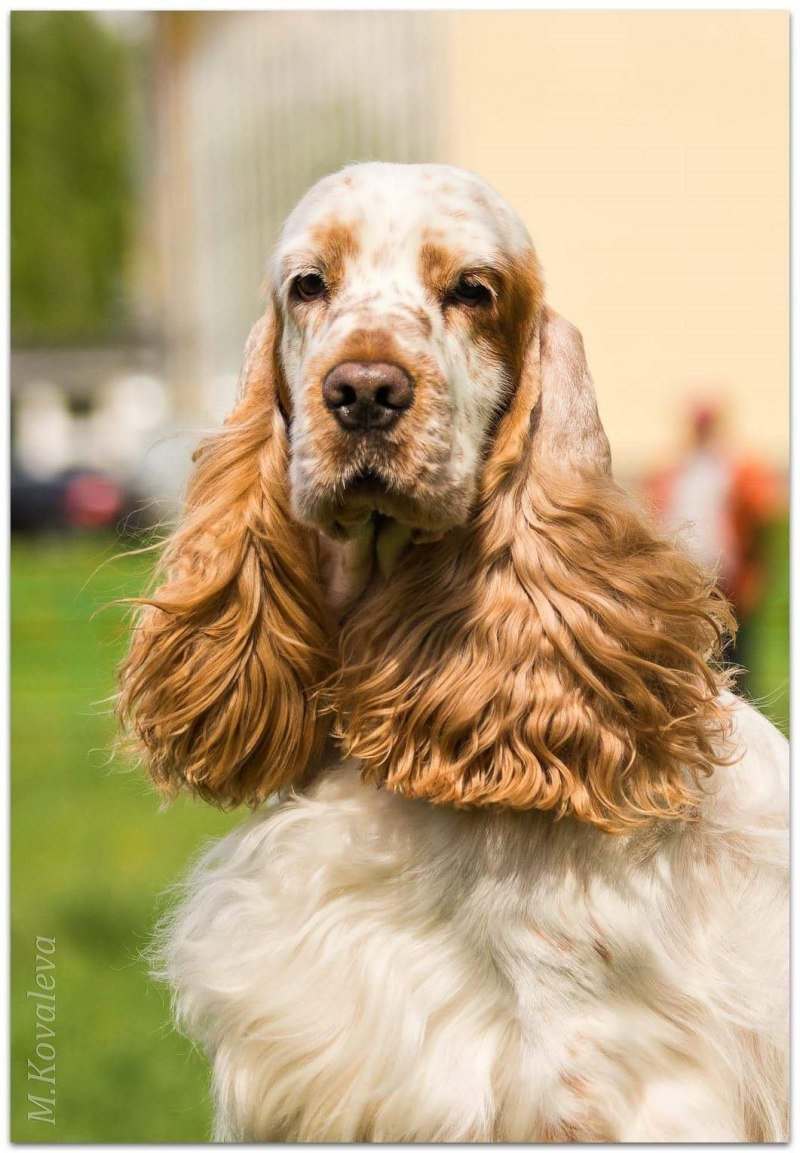 Ирландский кокер спаниель