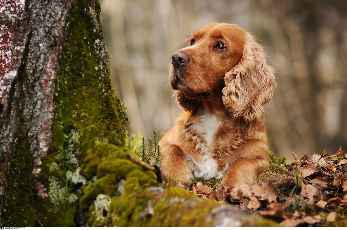 Cocker Spaniel Dog
