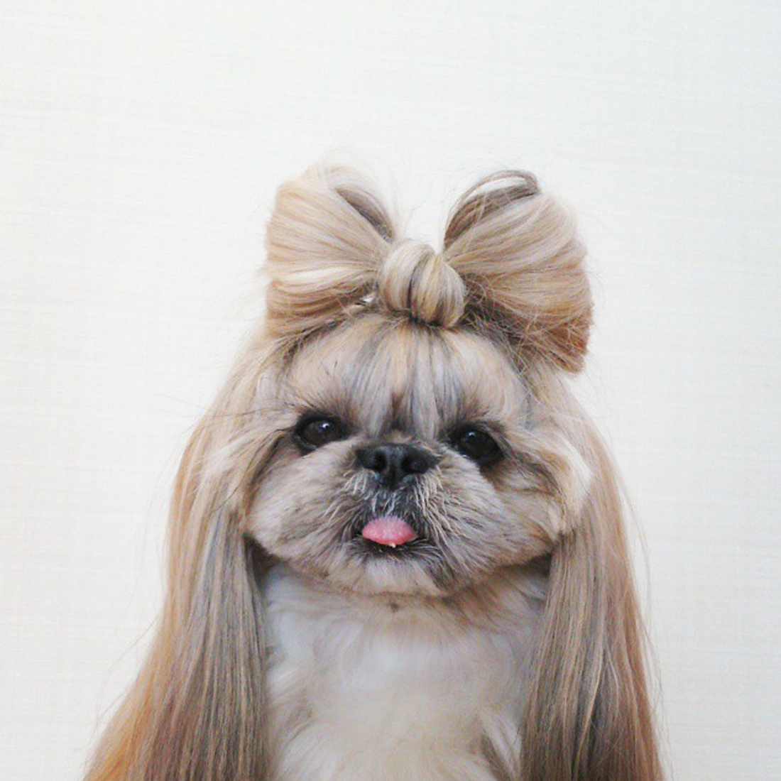 Ши тцу Дейзи