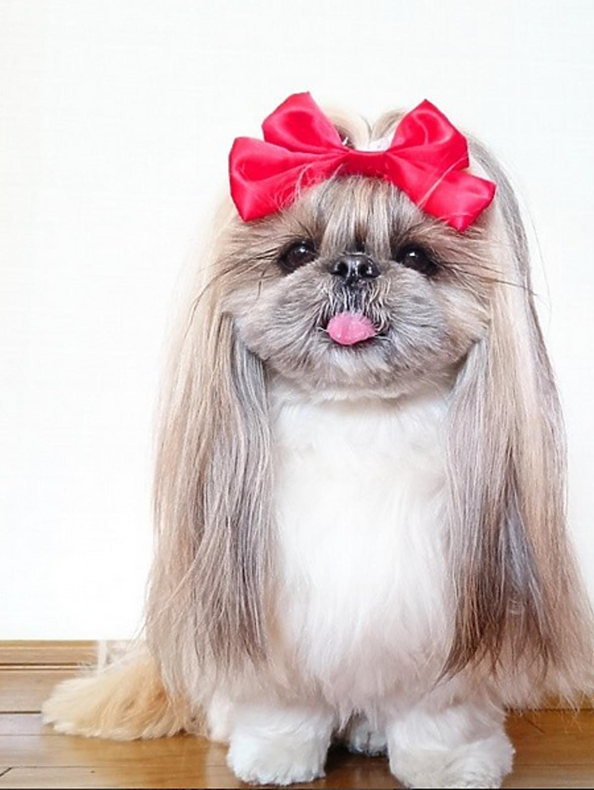 Ши-тцу собака с бантиками